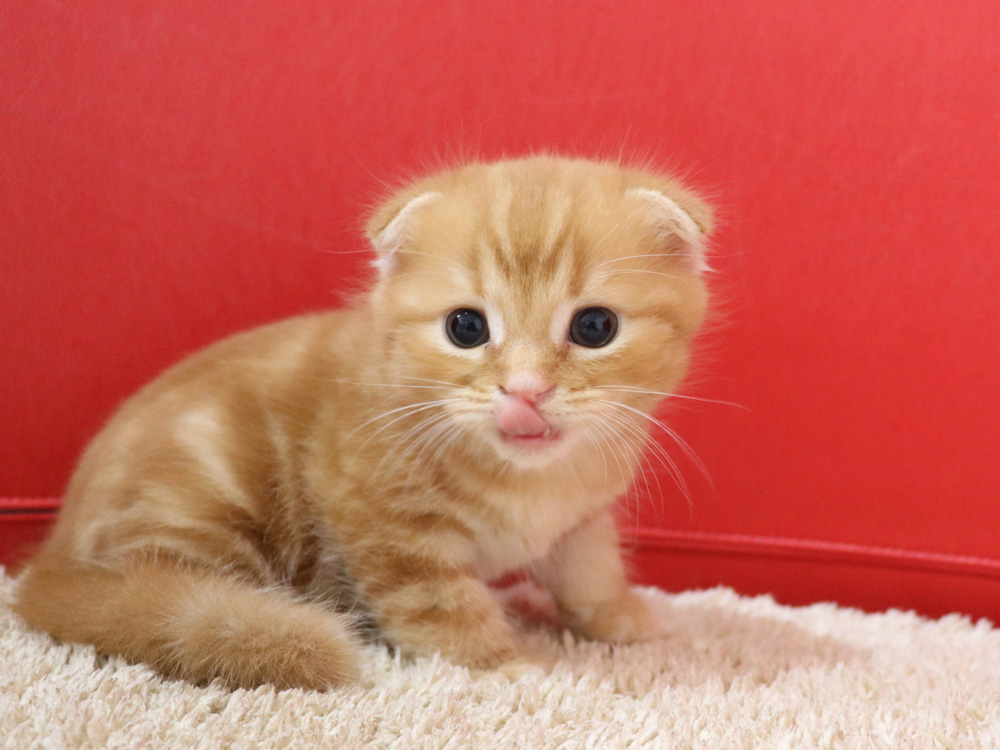 スコティッシュフォールドの子猫画像