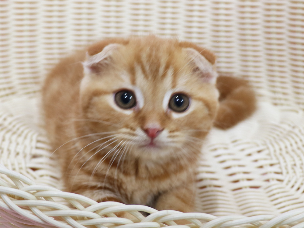 スコティッシュフォールドの子猫画像