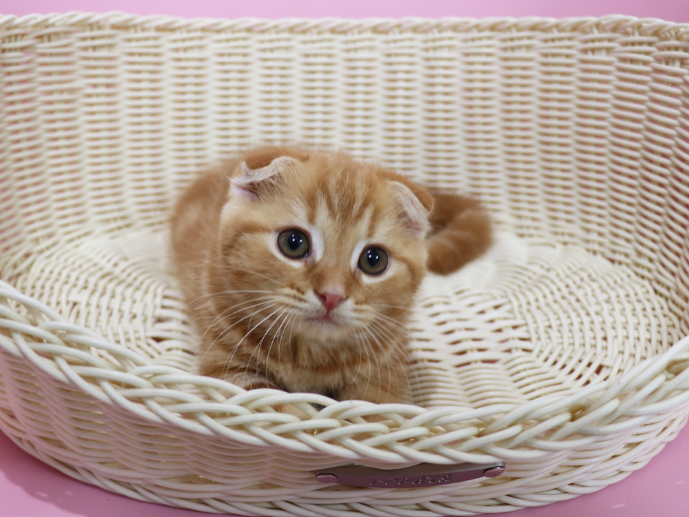 スコティッシュフォールドの子猫画像