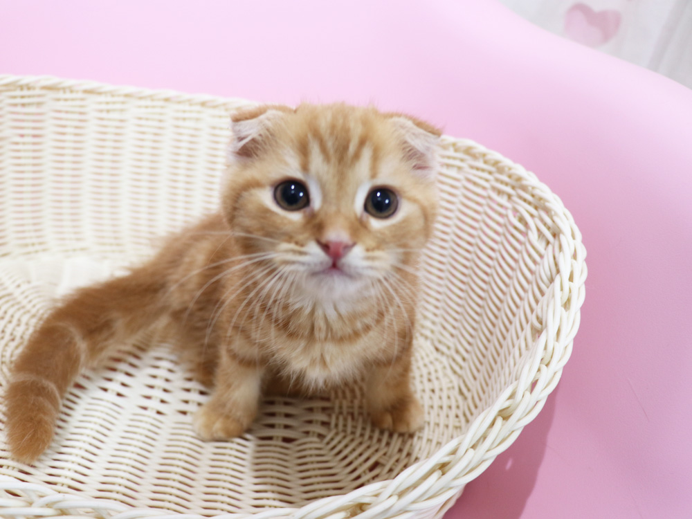 スコティッシュフォールドの子猫画像