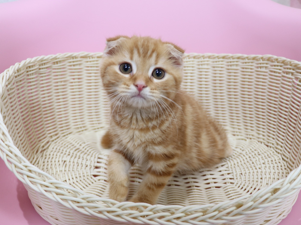 スコティッシュフォールドの子猫画像