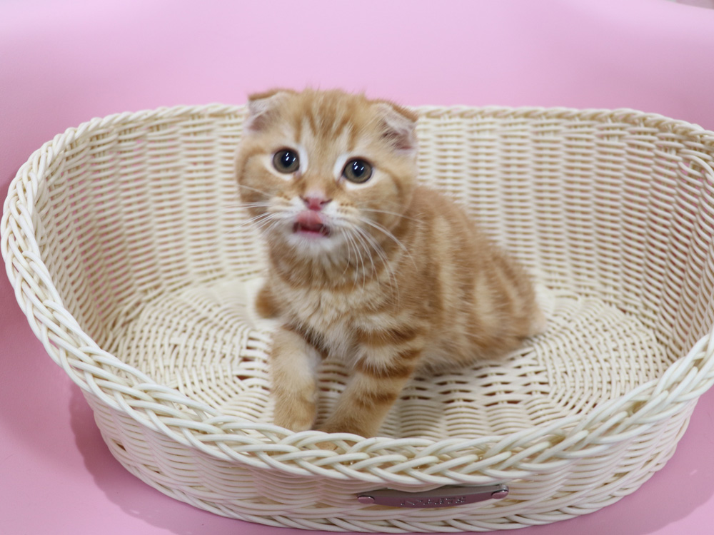 スコティッシュフォールドの子猫画像