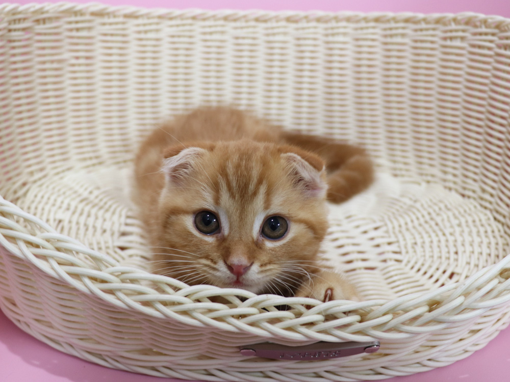 スコティッシュフォールドの子猫画像