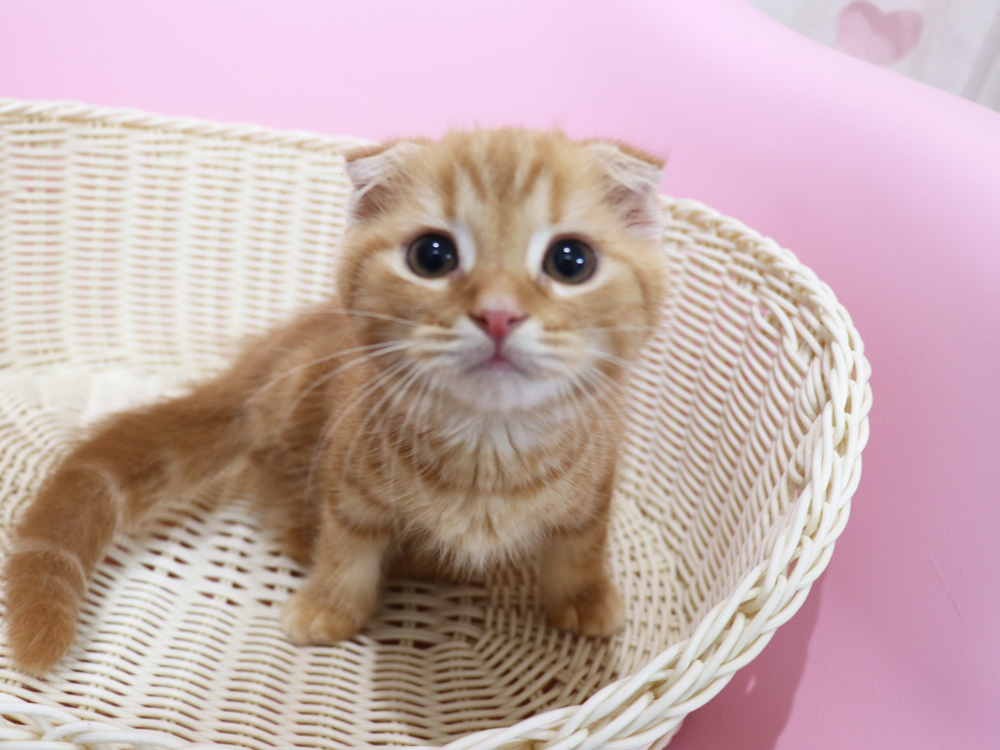 スコティッシュフォールドの子猫画像
