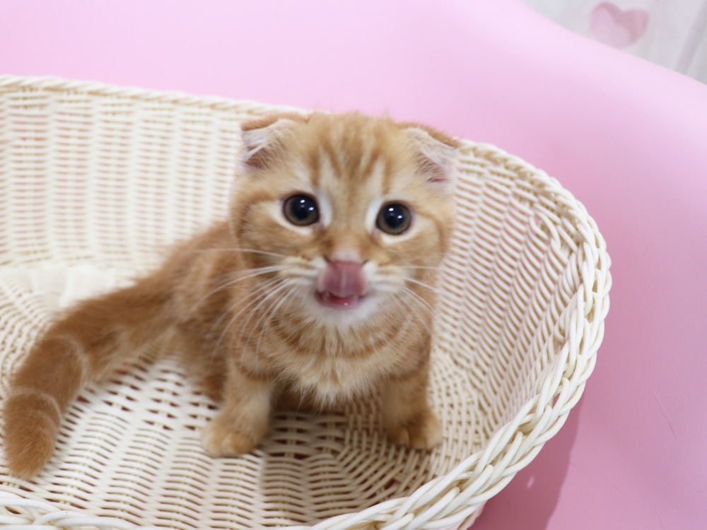 スコティッシュフォールドの子猫画像