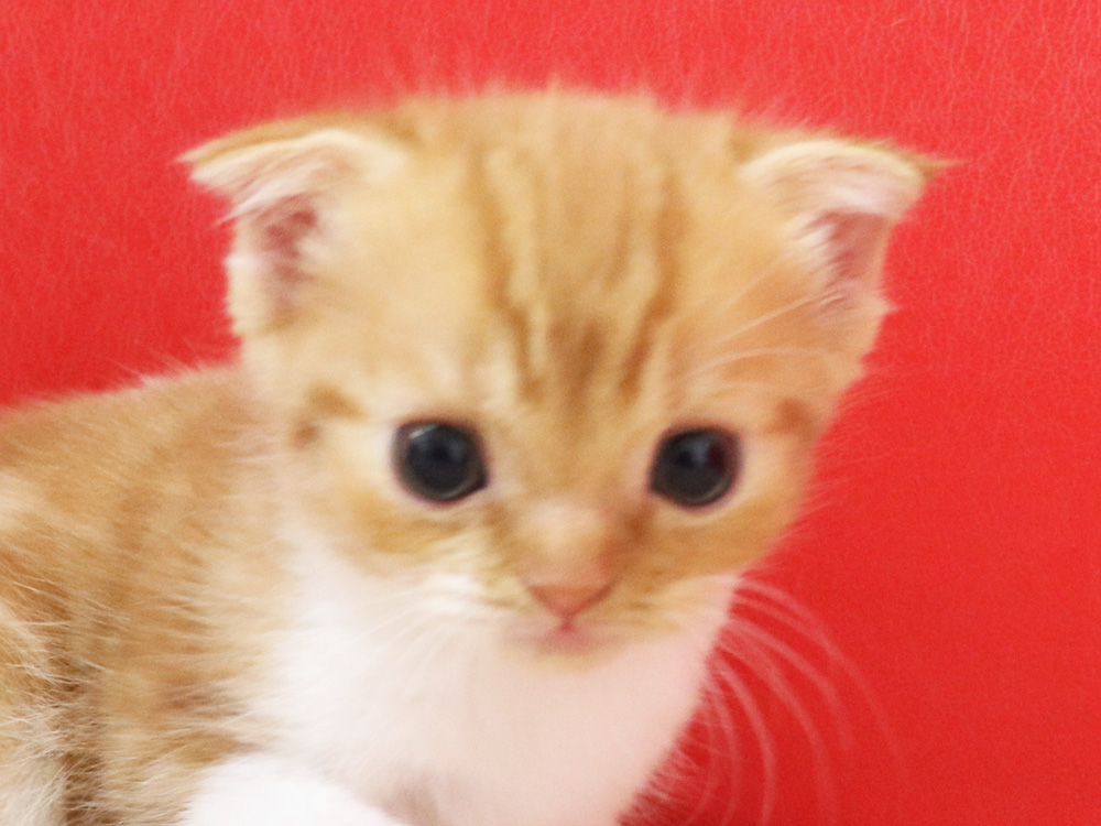 スコティッシュフォールドの子猫画像