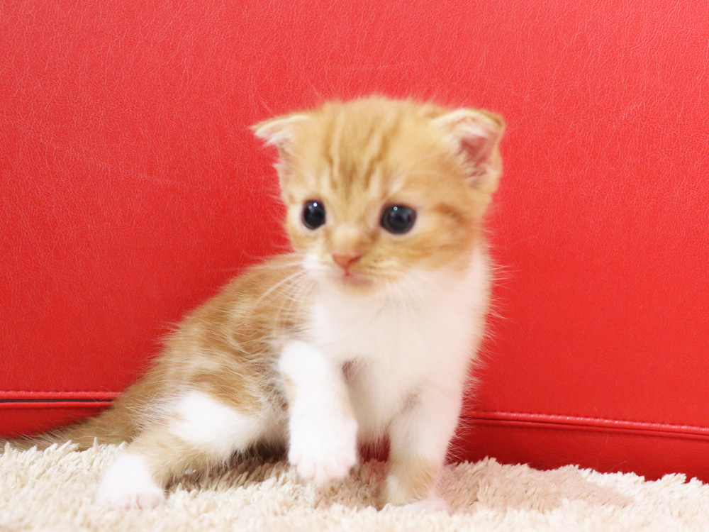 スコティッシュフォールドの子猫画像