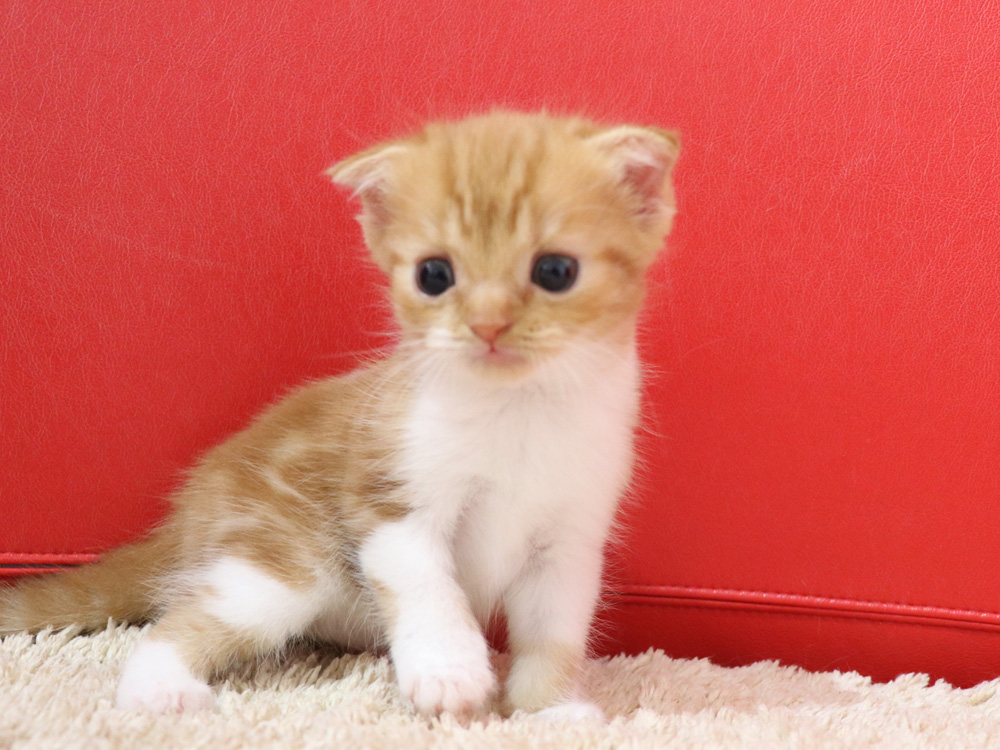 スコティッシュフォールドの子猫画像