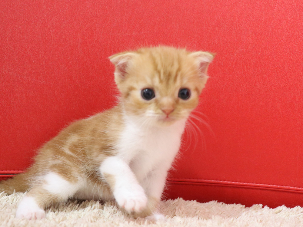 スコティッシュフォールドの子猫画像