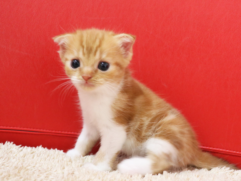 スコティッシュフォールドの子猫画像