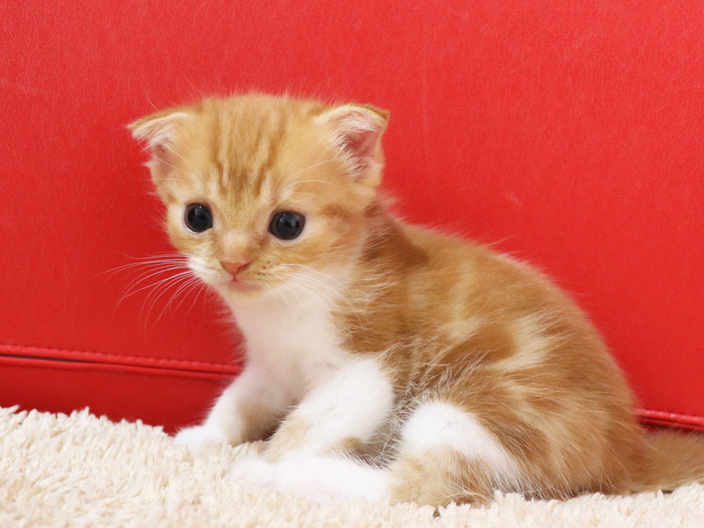 スコティッシュフォールドの子猫画像