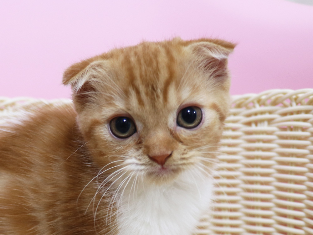 スコティッシュフォールドの子猫画像