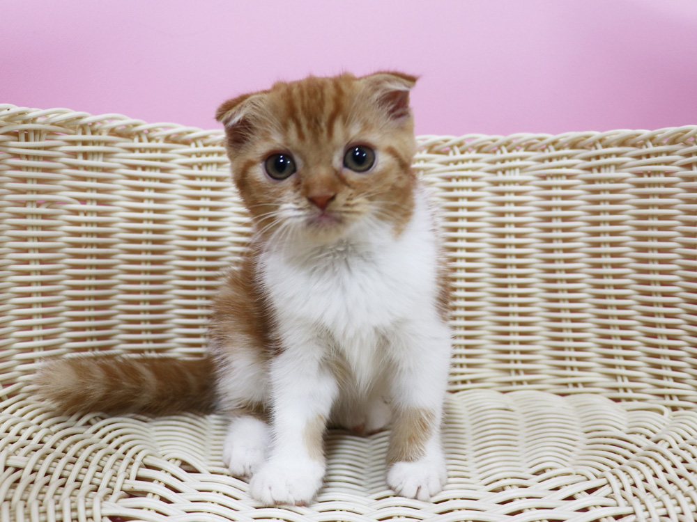 スコティッシュフォールドの子猫画像