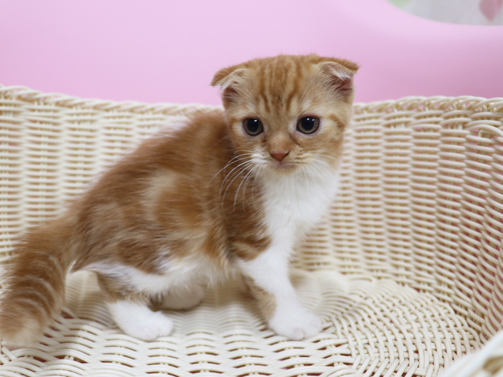 スコティッシュフォールドの子猫画像