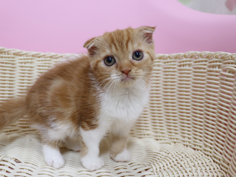 スコティッシュフォールドの子猫画像