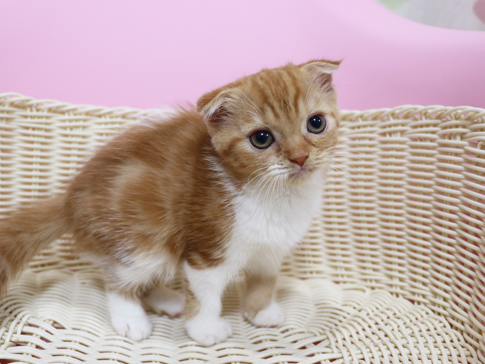 スコティッシュフォールドの子猫画像
