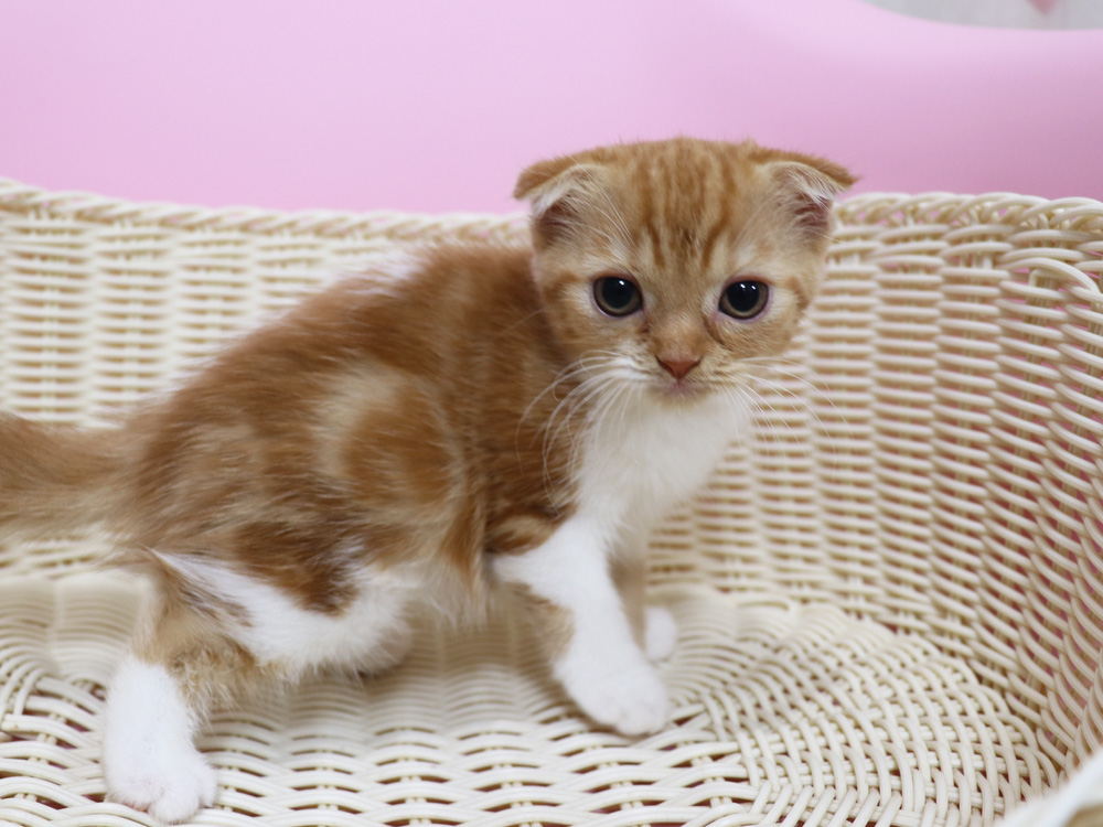 スコティッシュフォールドの子猫画像