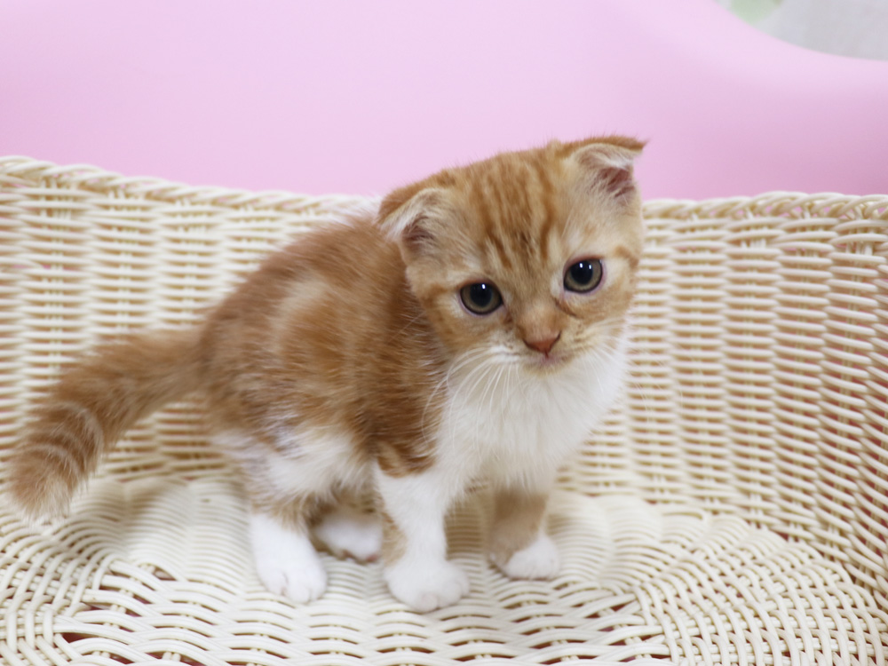 スコティッシュフォールドの子猫画像