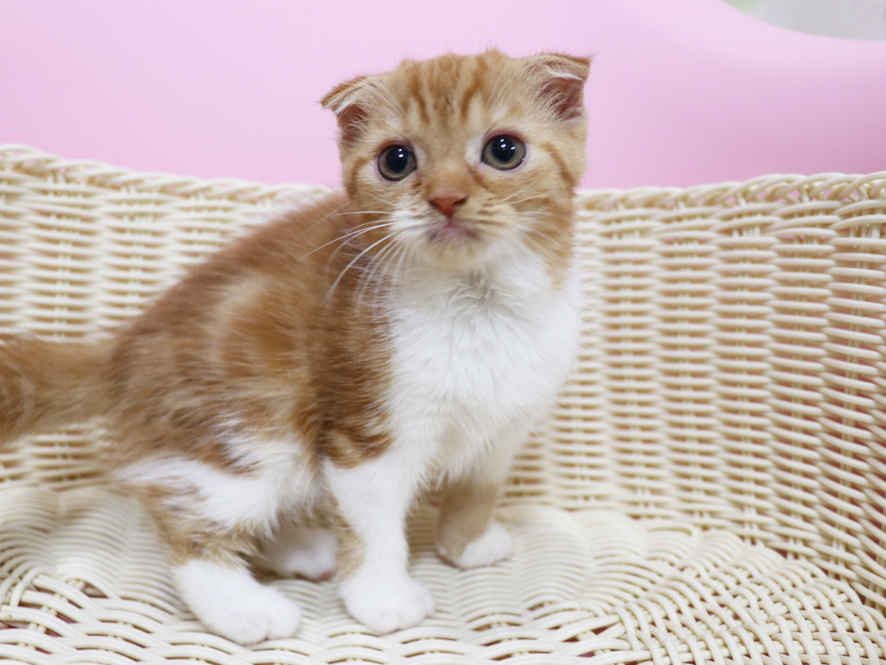 スコティッシュフォールドの子猫画像