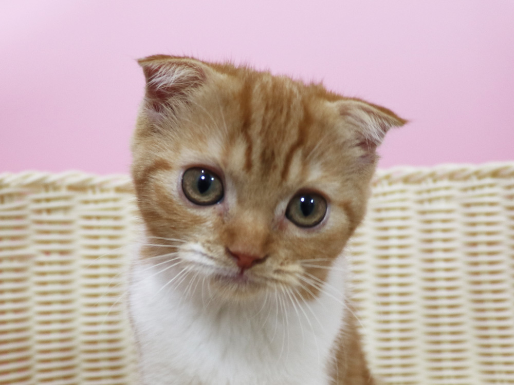 スコティッシュフォールドの子猫画像