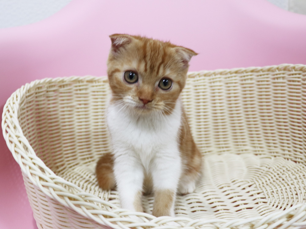 スコティッシュフォールドの子猫画像