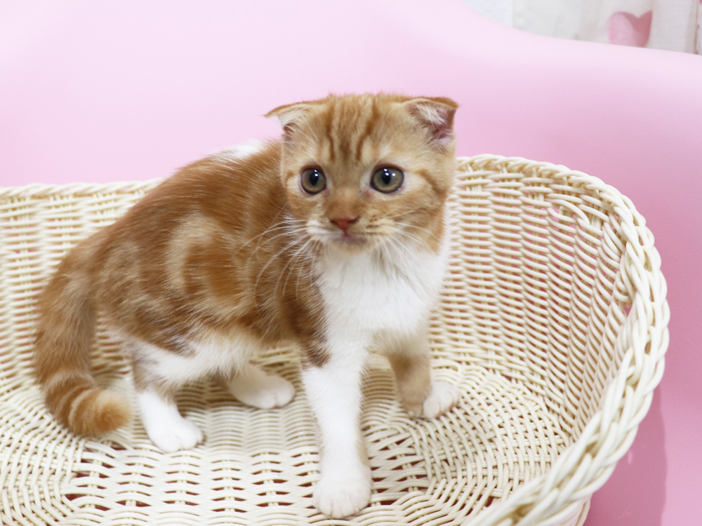 スコティッシュフォールドの子猫画像