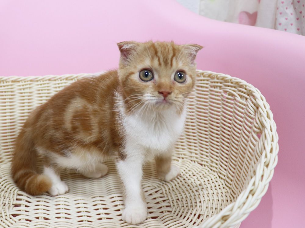 スコティッシュフォールドの子猫画像