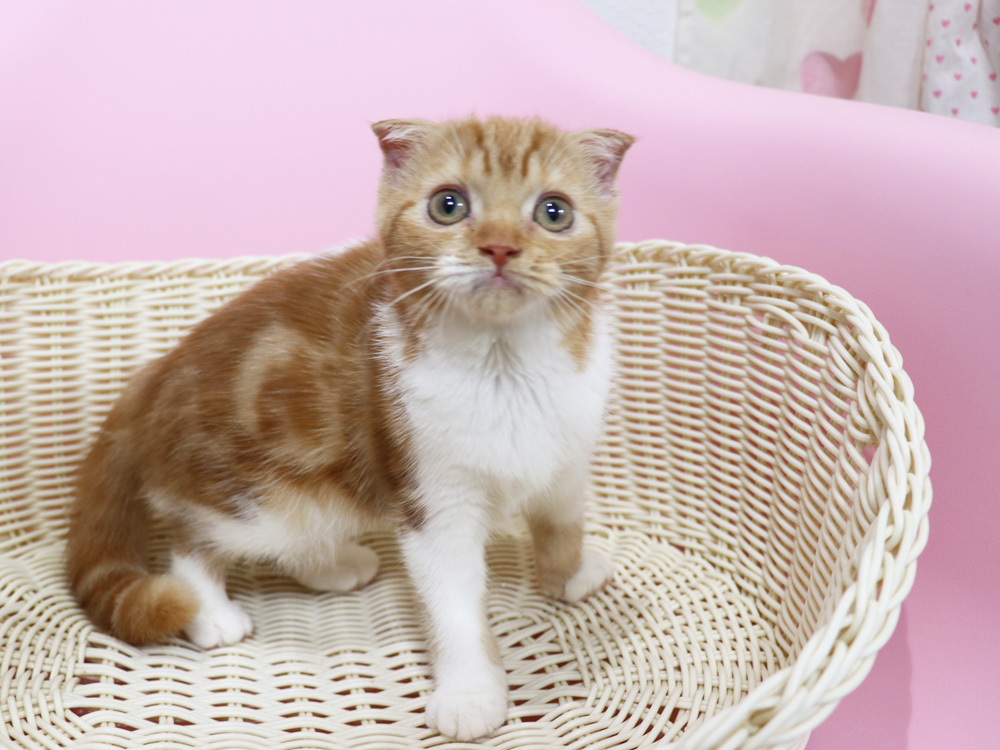 スコティッシュフォールドの子猫画像