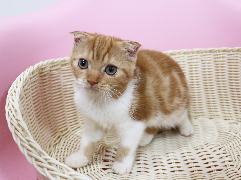 スコティッシュフォールドの子猫画像