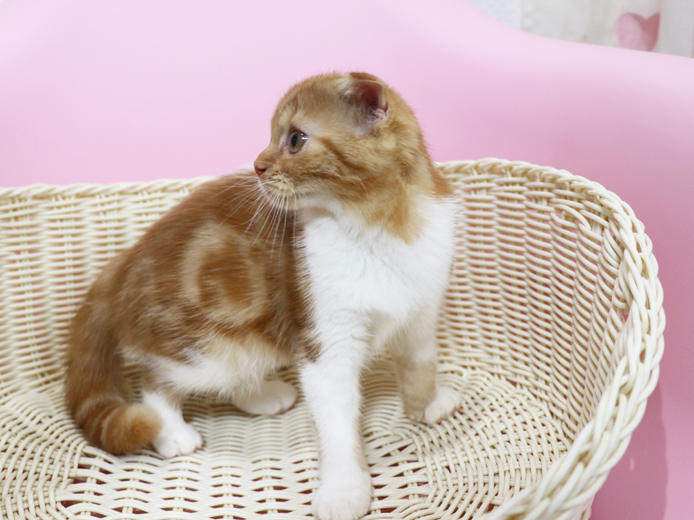 スコティッシュフォールドの子猫画像