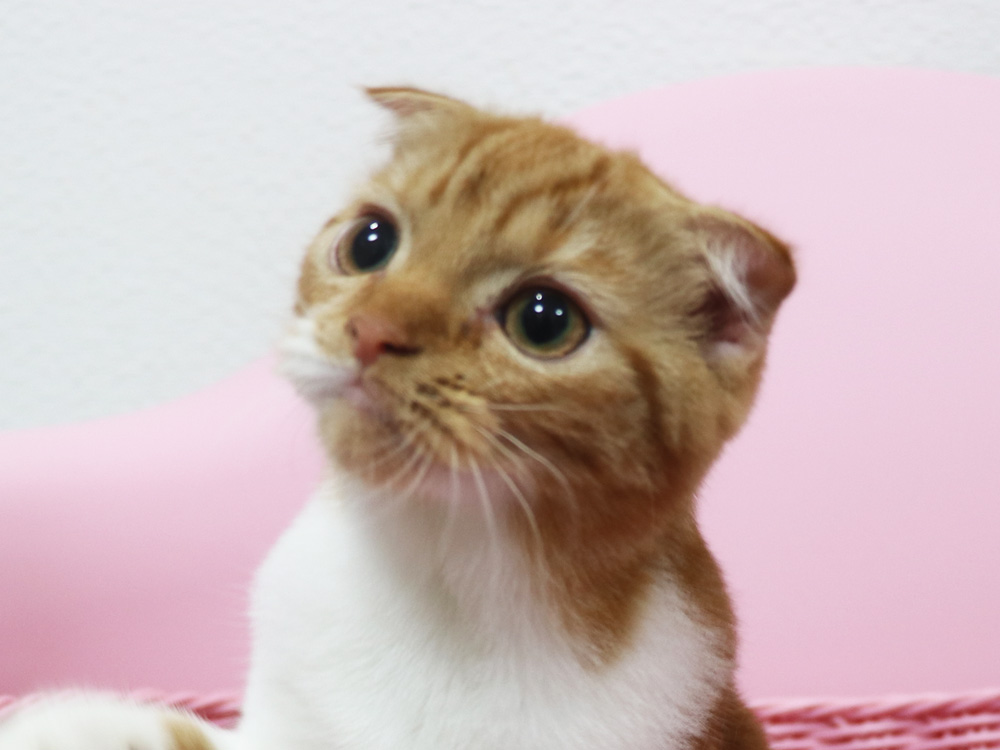 スコティッシュフォールドの子猫画像