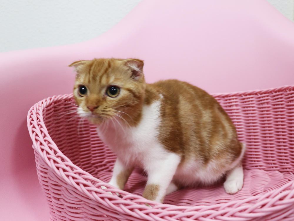 スコティッシュフォールドの子猫画像