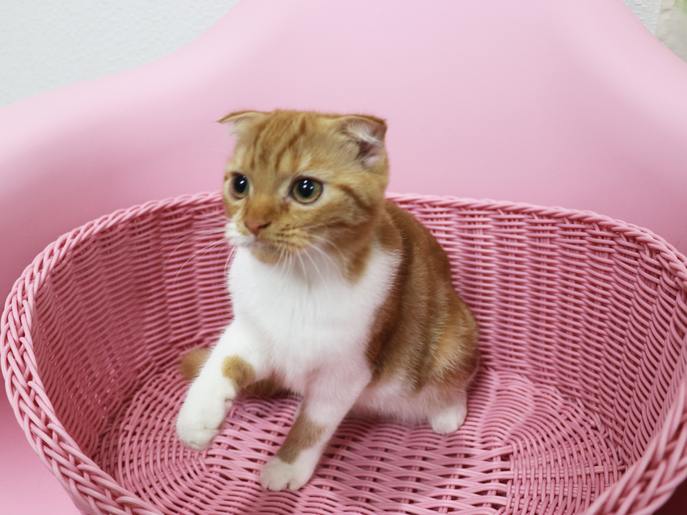 スコティッシュフォールドの子猫画像