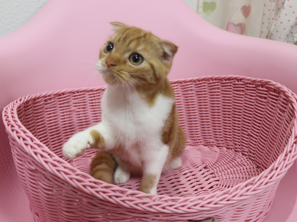 スコティッシュフォールドの子猫画像