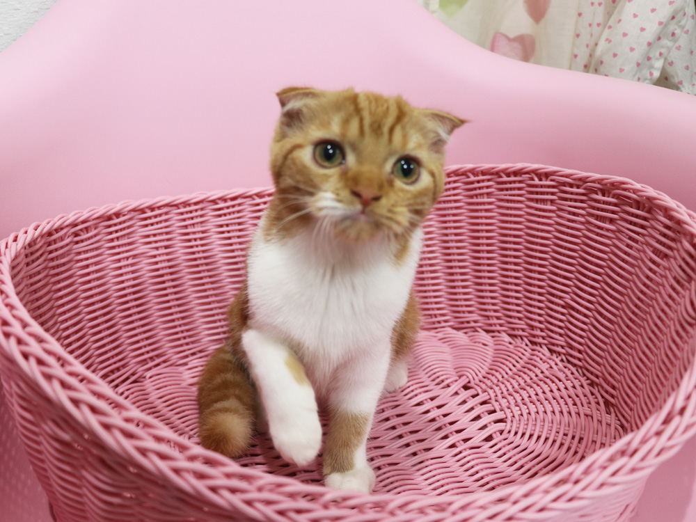 スコティッシュフォールドの子猫画像