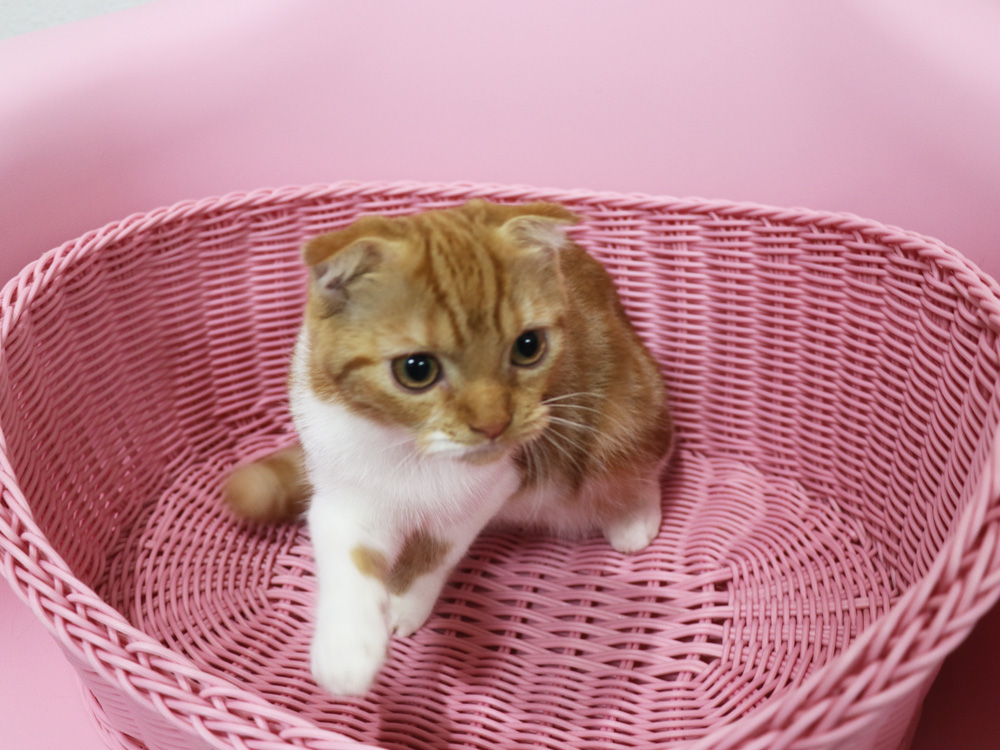 スコティッシュフォールドの子猫画像