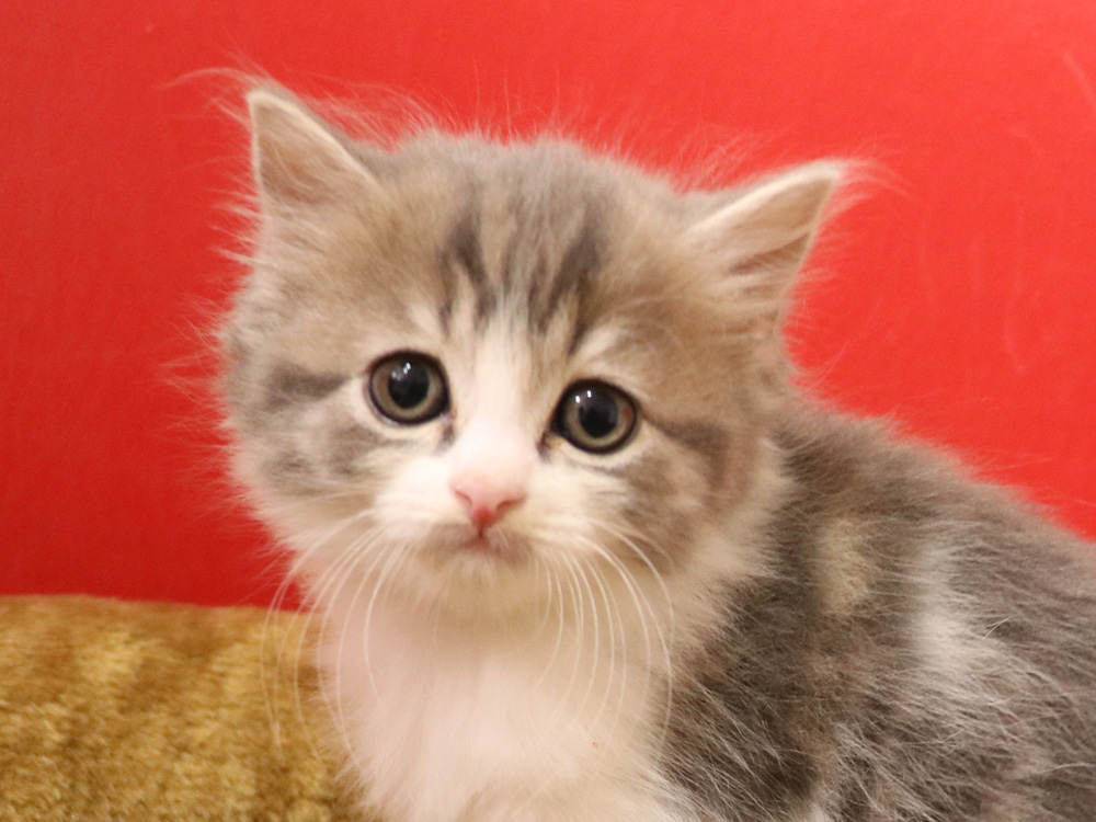 スコティッシュフォールドの子猫画像