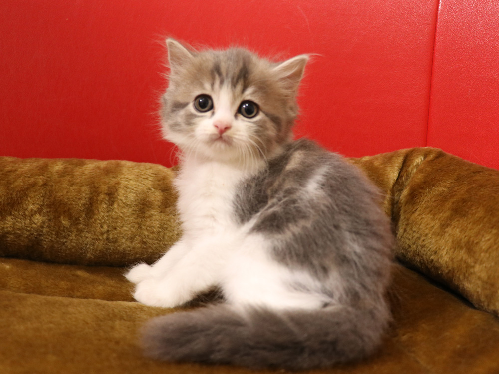 スコティッシュフォールドの子猫画像