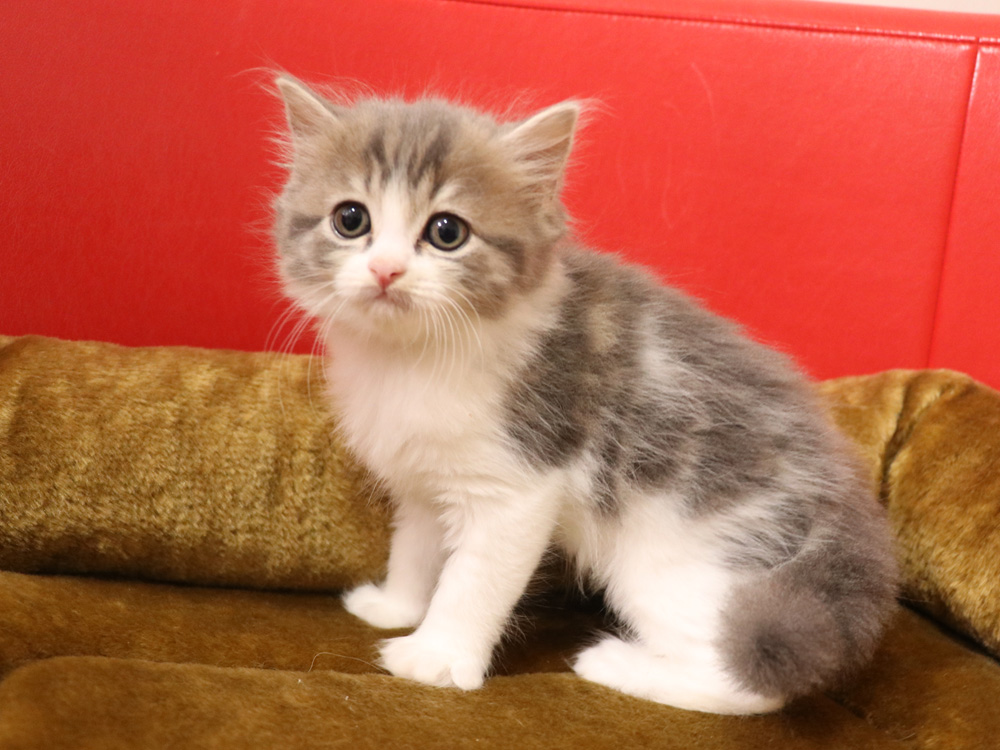 スコティッシュフォールドの子猫画像