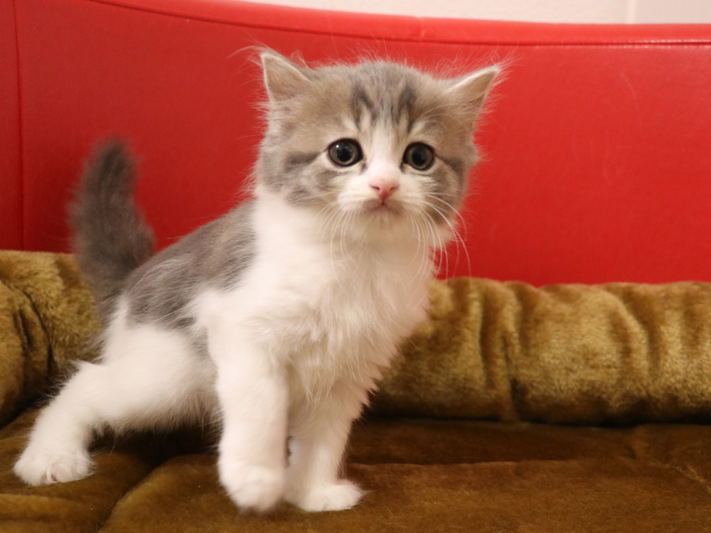 スコティッシュフォールドの子猫画像