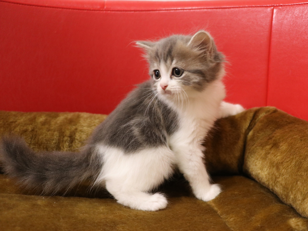 スコティッシュフォールドの子猫画像