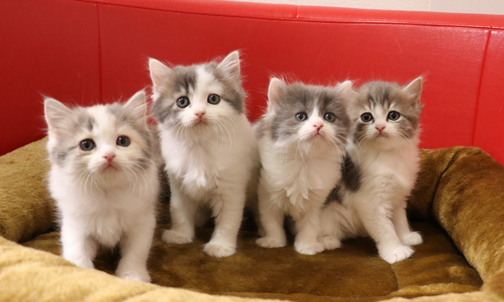 スコティッシュフォールドの子猫画像