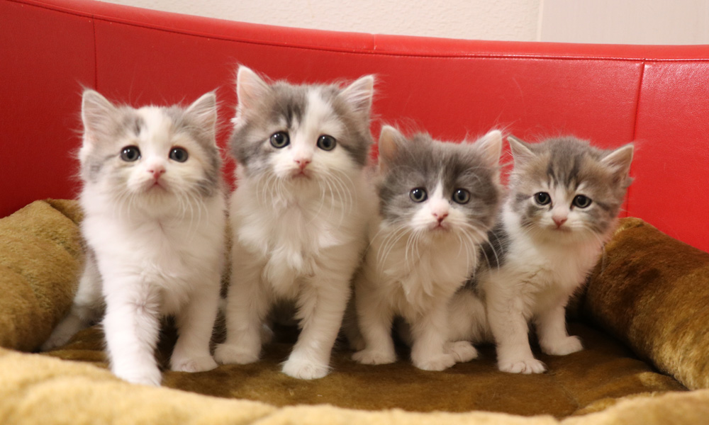 スコティッシュフォールドの子猫画像