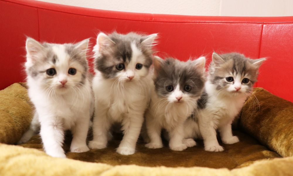 スコティッシュフォールドの子猫画像