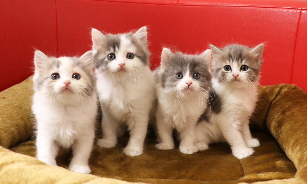 スコティッシュフォールドの子猫画像