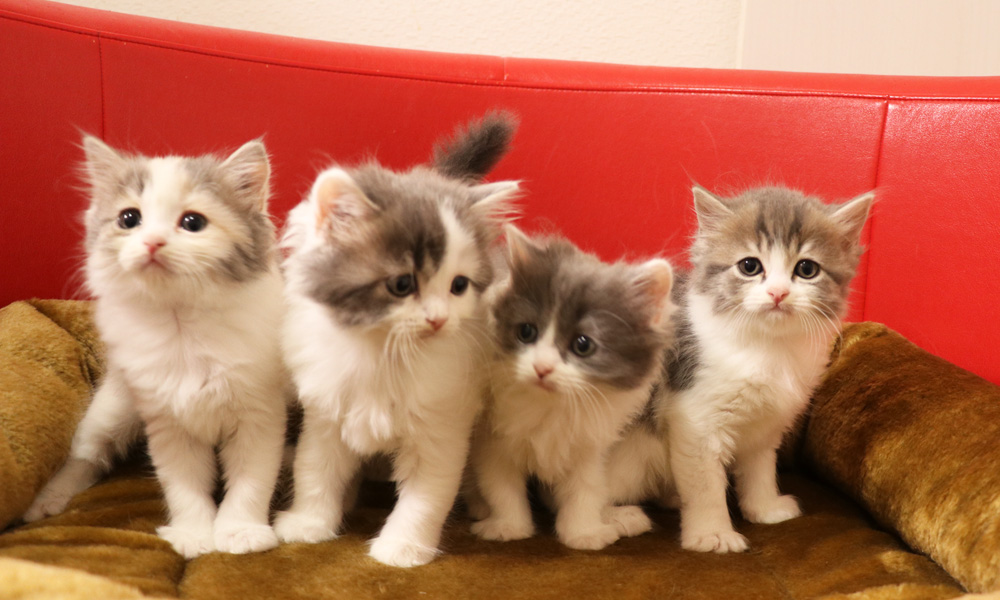 スコティッシュフォールドの子猫画像