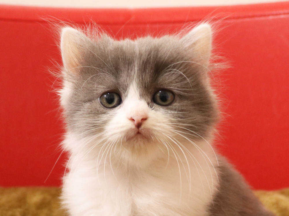 スコティッシュフォールドの子猫画像
