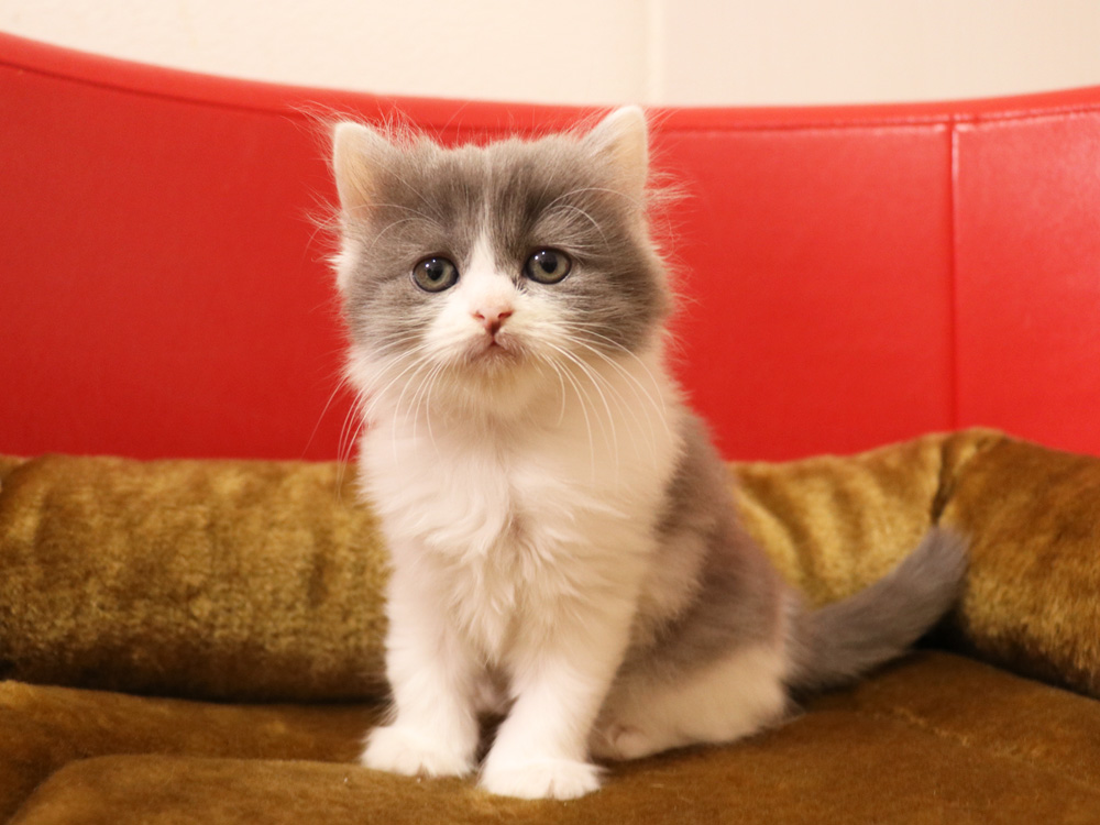スコティッシュフォールドの子猫画像