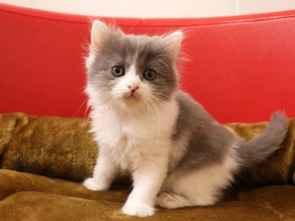 スコティッシュフォールドの子猫画像