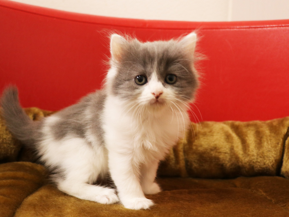 スコティッシュフォールドの子猫画像